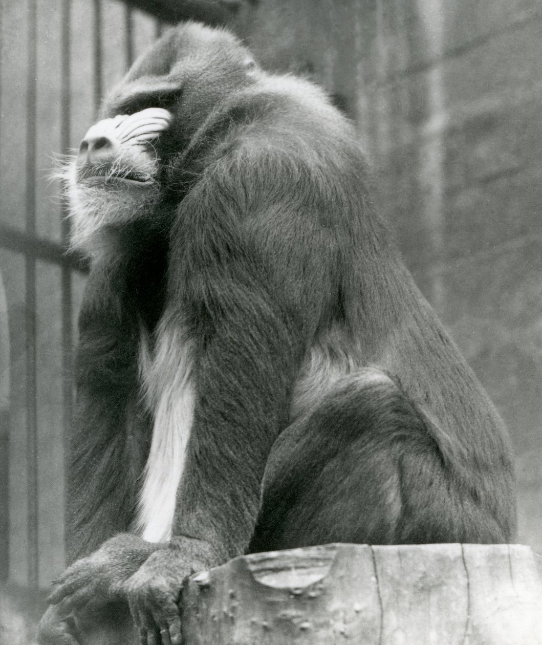 Samiec Mandrill George siedzący na kłodzie w swoim wybiegu, londyńskie zoo, sierpień 1923 (zdjęcie mc) autorstwa Frederick William Bond