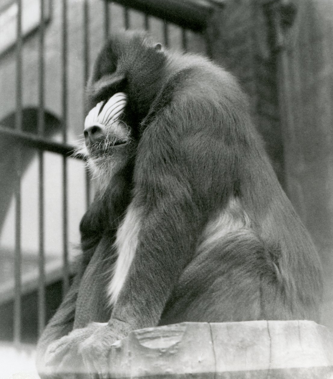 Samiec Mandrill George siedzący na kłodzie w swoim wybiegu, londyńskie zoo, sierpień 1923 (zdjęcie mc) autorstwa Frederick William Bond