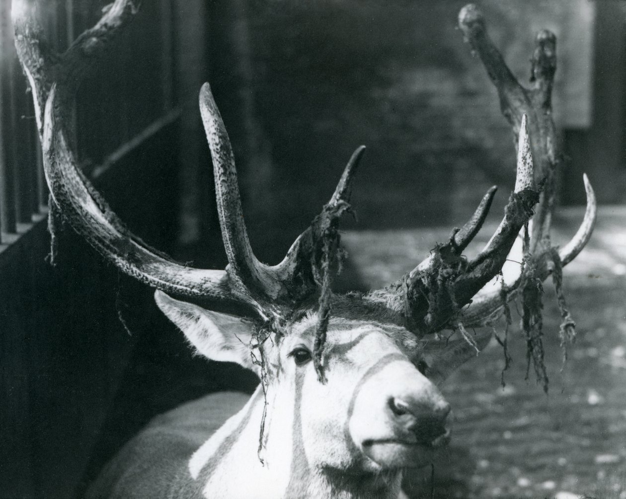 Dojrzały jeleń Wallicha, zrzucający aksamit w londyńskim zoo, październik 1922 autorstwa Frederick William Bond
