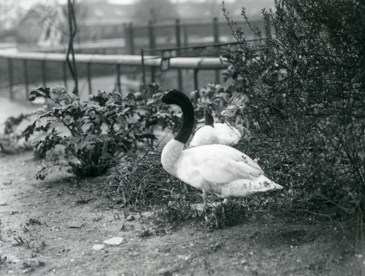 Para łabędzi czarnoszyich gniazdująca w londyńskim zoo, kwiecień 1923 (zdjęcie mc) autorstwa Frederick William Bond