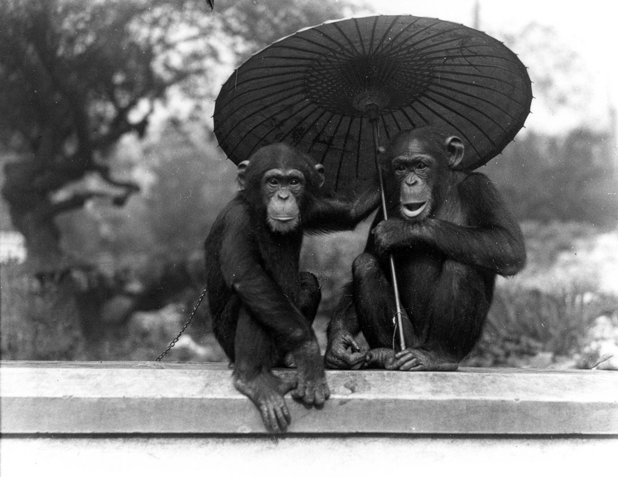 Para szympansów w ZSL London Zoo, 1931 autorstwa Frederick William Bond