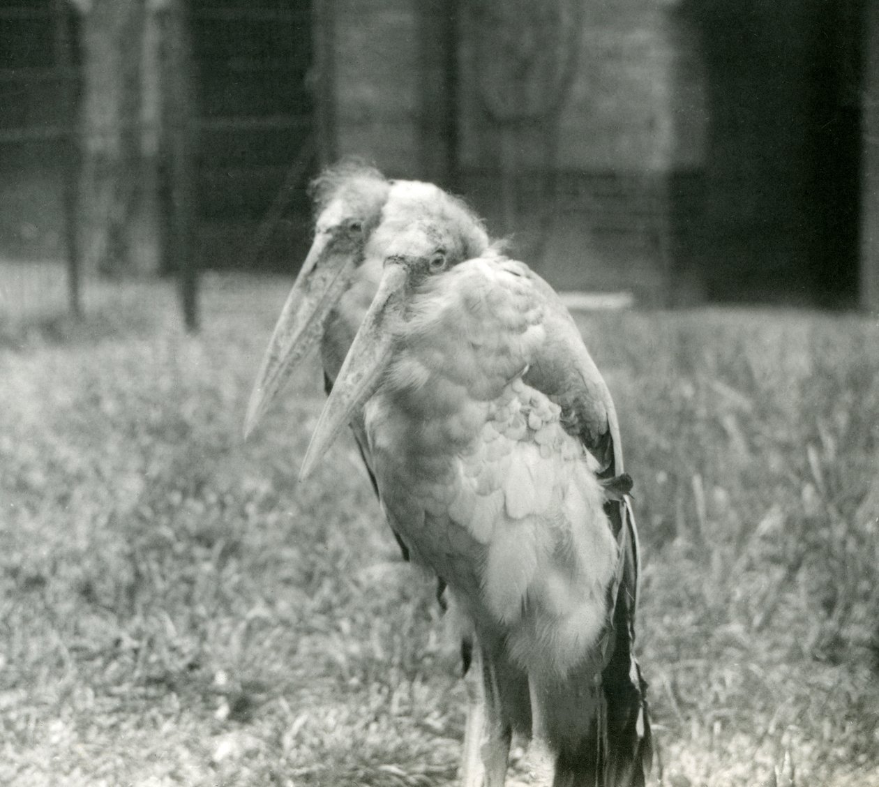 Para GreaterIndian Adjutant Storks w londyńskim zoo, wrzesień 1923 (bw photo) autorstwa Frederick William Bond