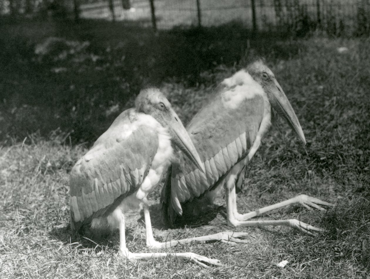 Para bocianów GreaterIndian Adjutant Storks siedząca w londyńskim zoo, wrzesień 1923 r. (bw photo) autorstwa Frederick William Bond
