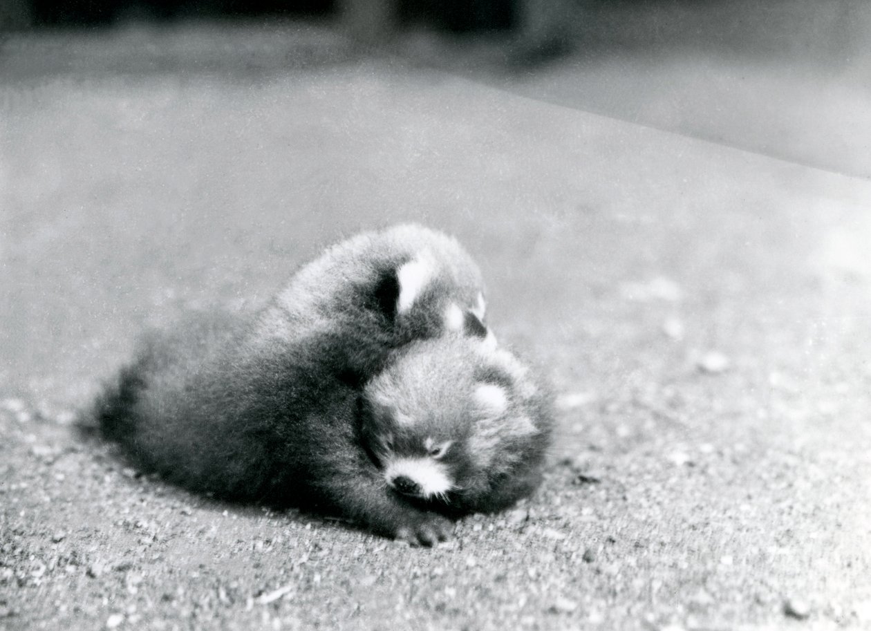 Para małych czerwonych pand w londyńskim zoo, 1919 autorstwa Frederick William Bond