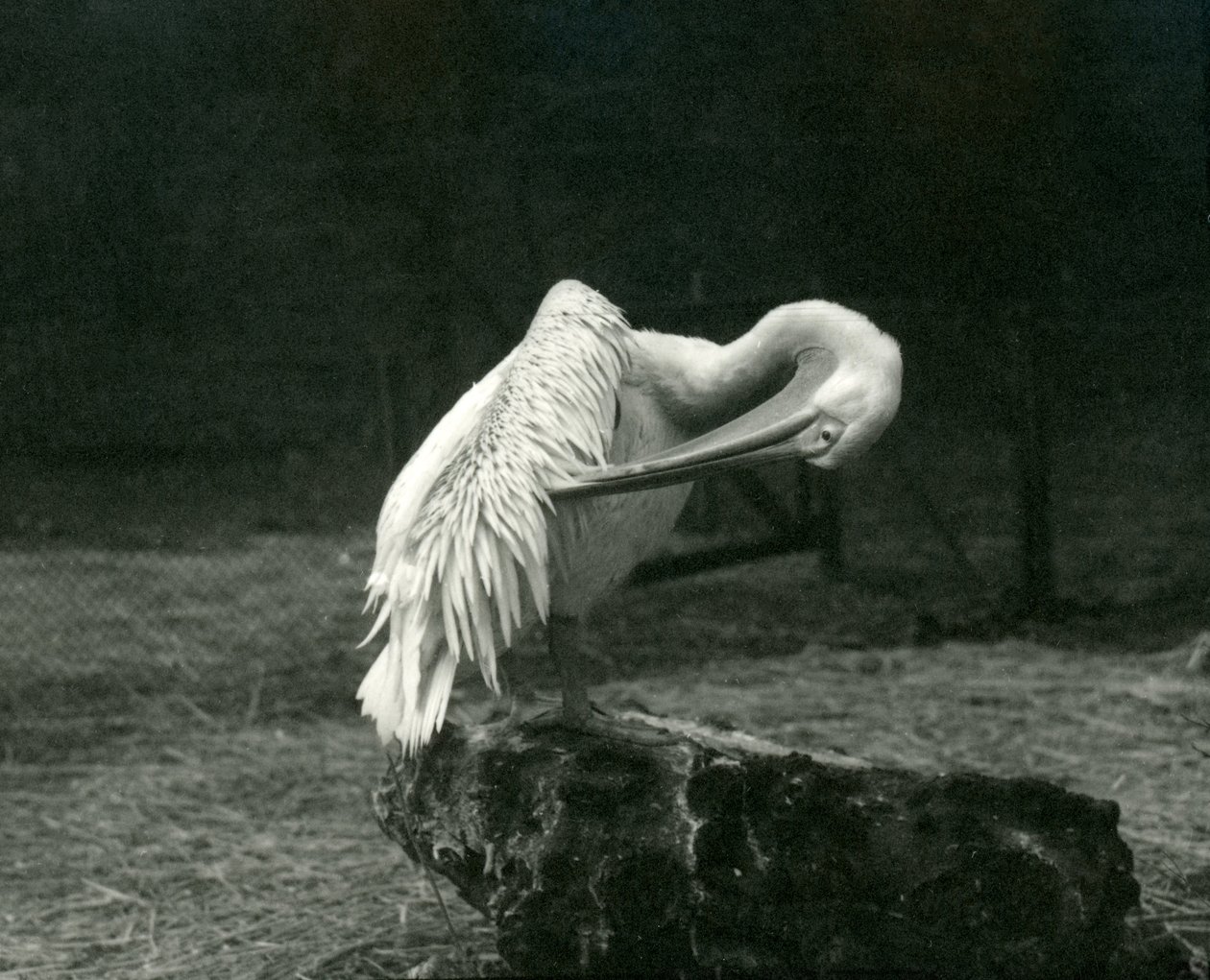 Pelikan pastwiący się nad skrzydłami w londyńskim zoo, czerwiec 1922 r. autorstwa Frederick William Bond