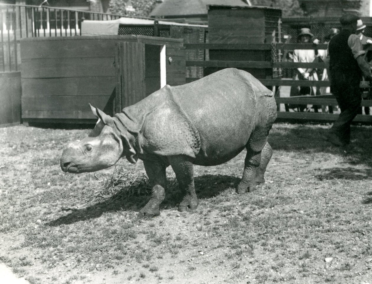 Młody nosorożec indyjski w londyńskim zoo, czerwiec 1922 autorstwa Frederick William Bond