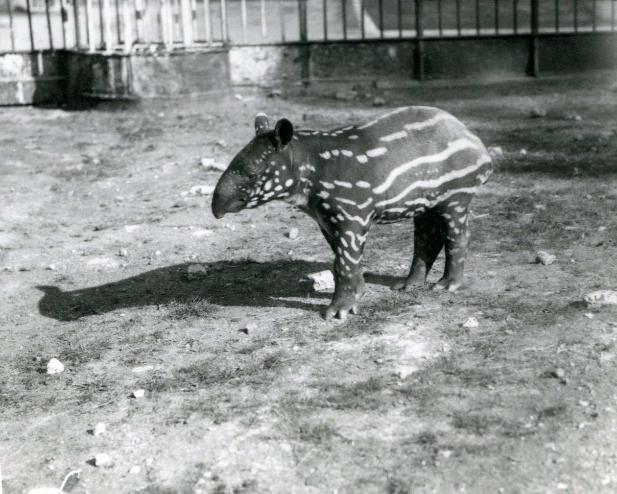 Młody Tapir Malajski w Londyńskim Zoo, 5 października 1921 roku autorstwa Frederick William Bond