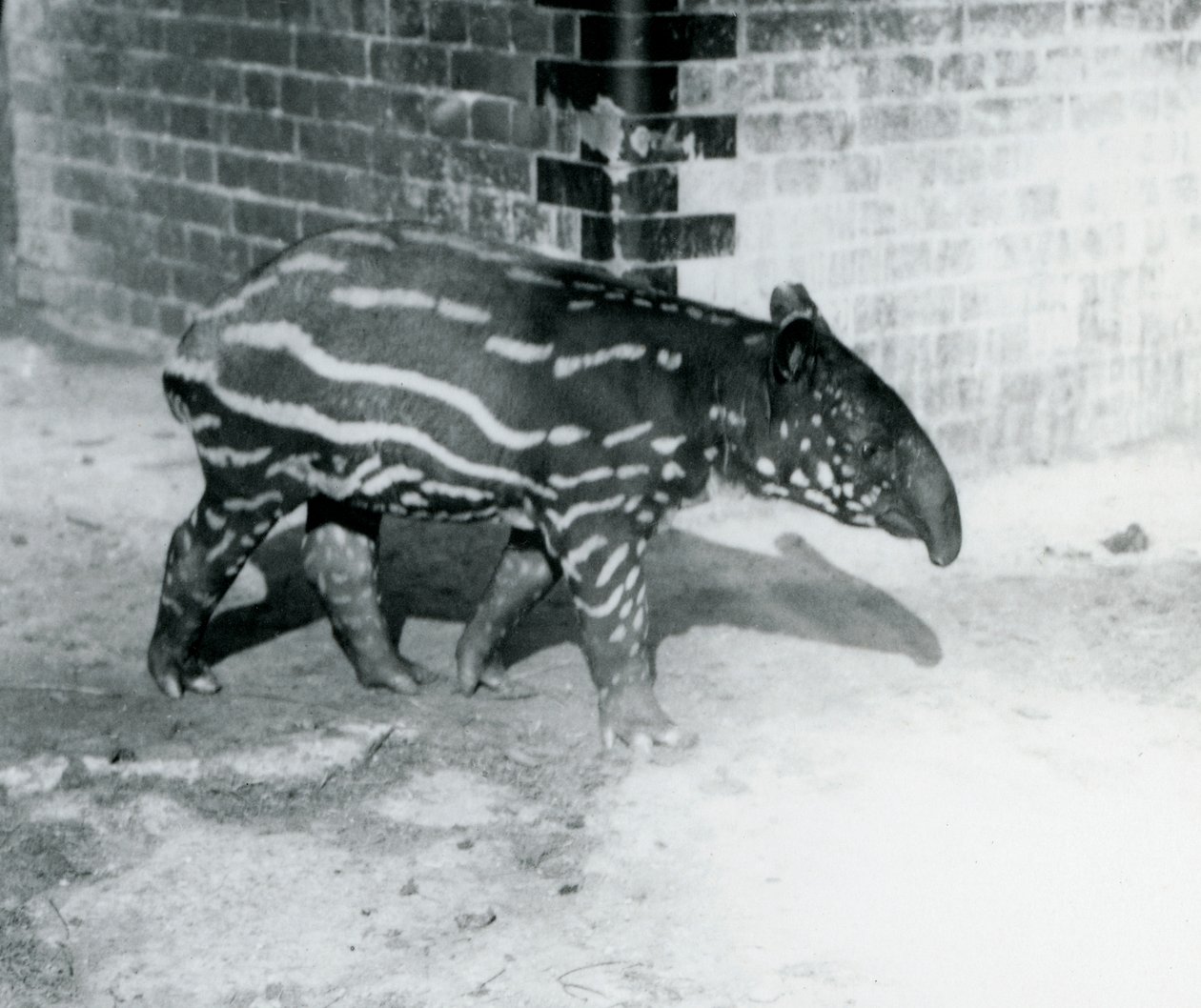 Młody tapir malajski w londyńskim zoo, 5 października 1921 (m.in. zdjęcie) autorstwa Frederick William Bond
