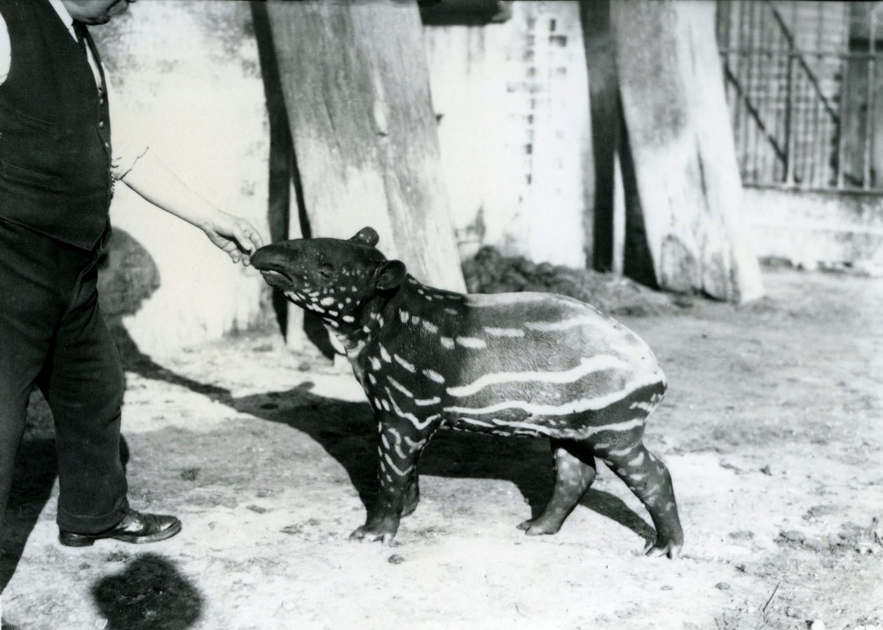 Młody tapir malajski z opiekunem w londyńskim zoo, 18 października 1921 r. autorstwa Frederick William Bond