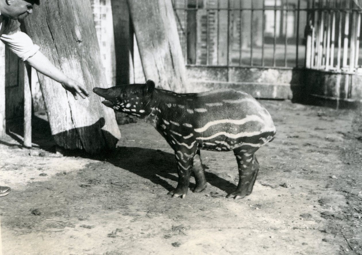 Młody tapir malajski z opiekunem w londyńskim zoo, 18 października 1921 r. autorstwa Frederick William Bond