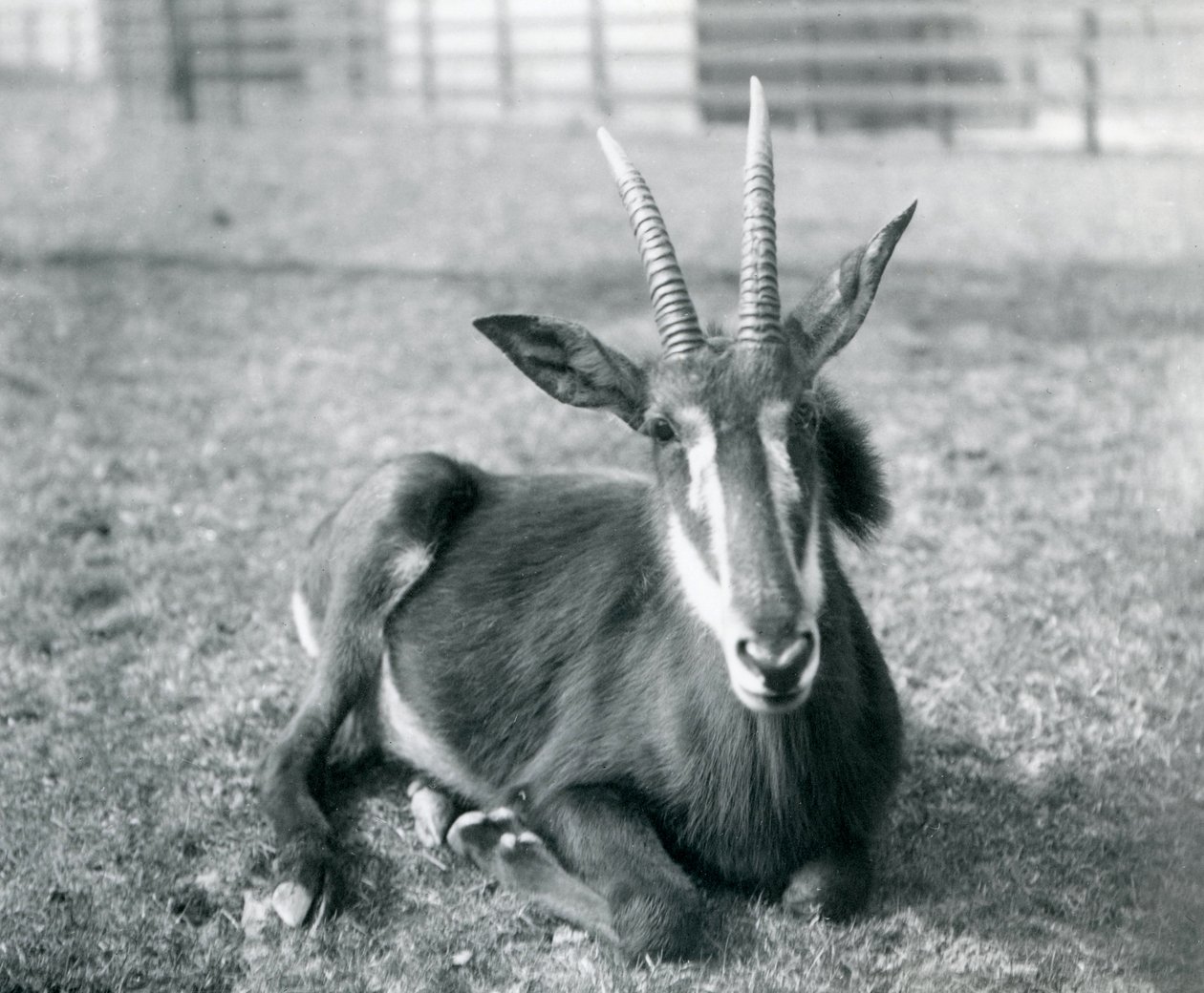 Młoda antylopa sobolowa siedząca w londyńskim zoo, ok. 1912 r. autorstwa Frederick William Bond