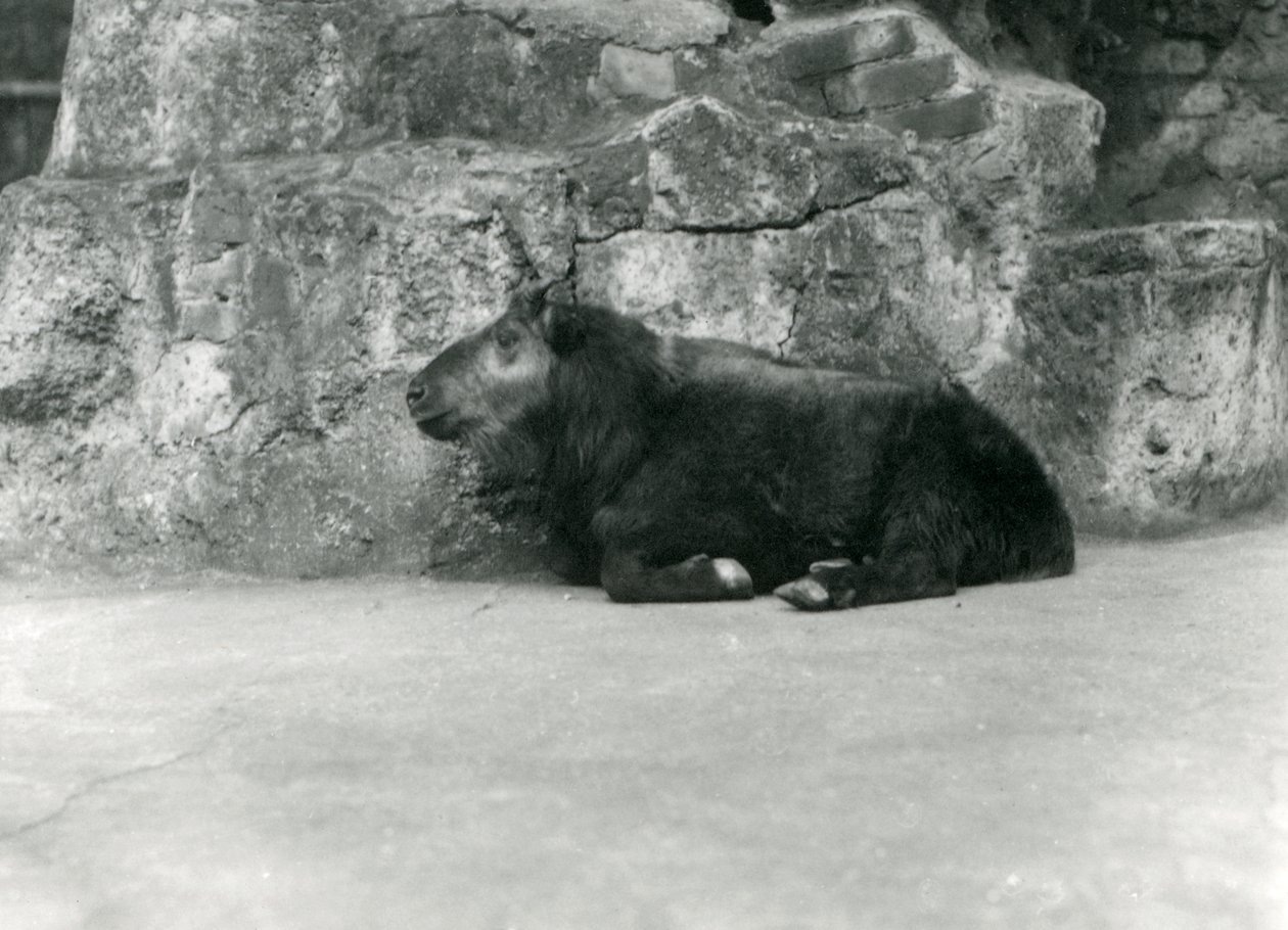 Młody Takin, znany również jako Cattle Chamois lub Gnu Goat, londyńskie zoo, kwiecień 1923 (mc. zdjęcie) autorstwa Frederick William Bond