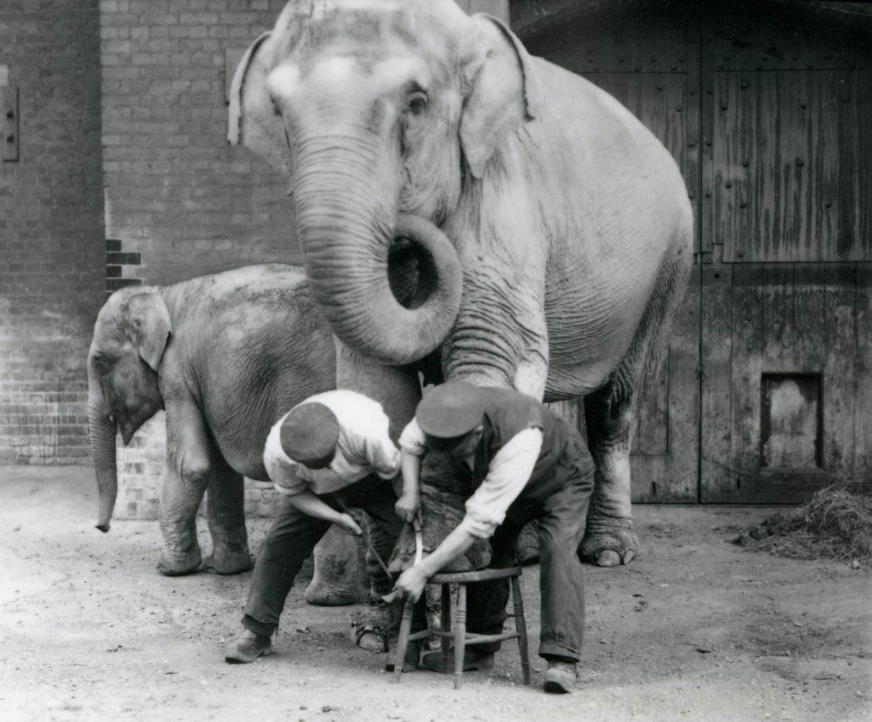 Dorosła samica słonia indyjskiego, Assam Lukhi z opiekunem Charlesem Eylesem, z przyciętymi nogami w londyńskim zoo, wrzesień 1923 r. (mc. zdjęcie) autorstwa Frederick William Bond
