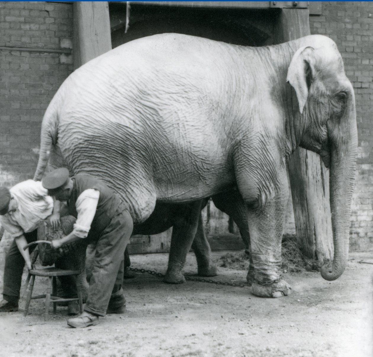 Dorosła samica słonia indyjskiego, Assam Lukhi z opiekunem Charlesem Eylesem, z przyciętymi nogami w londyńskim zoo, wrzesień 1923 r. (mc. zdjęcie) autorstwa Frederick William Bond