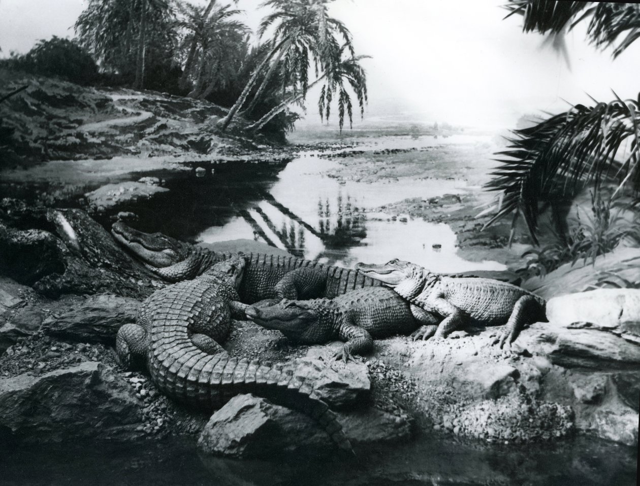 Aligatory, w panoramie, w londyńskim zoo, 1928 autorstwa Frederick William Bond