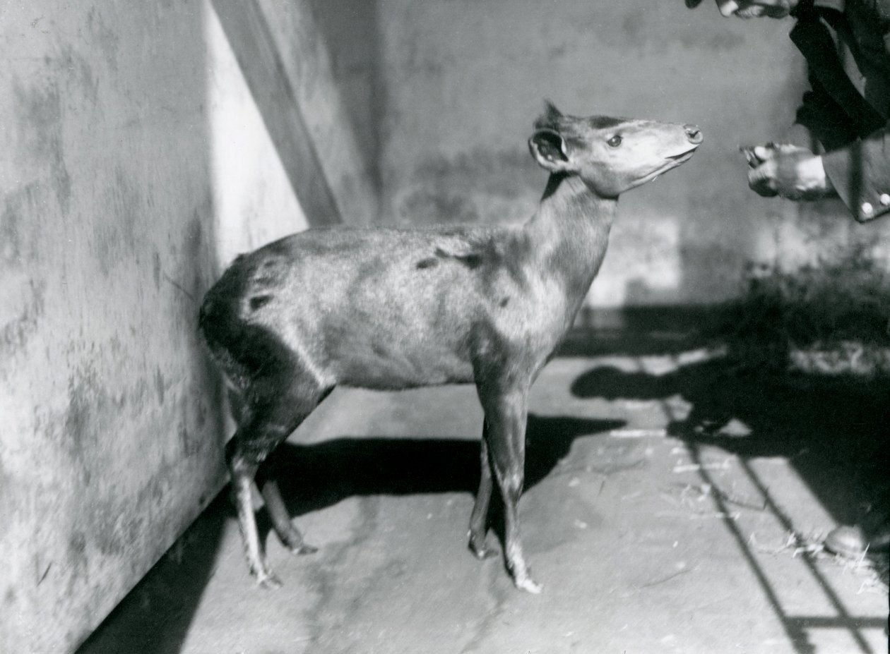 Duiker An Abbott w londyńskim zoo, kwiecień 1922 r autorstwa Frederick William Bond