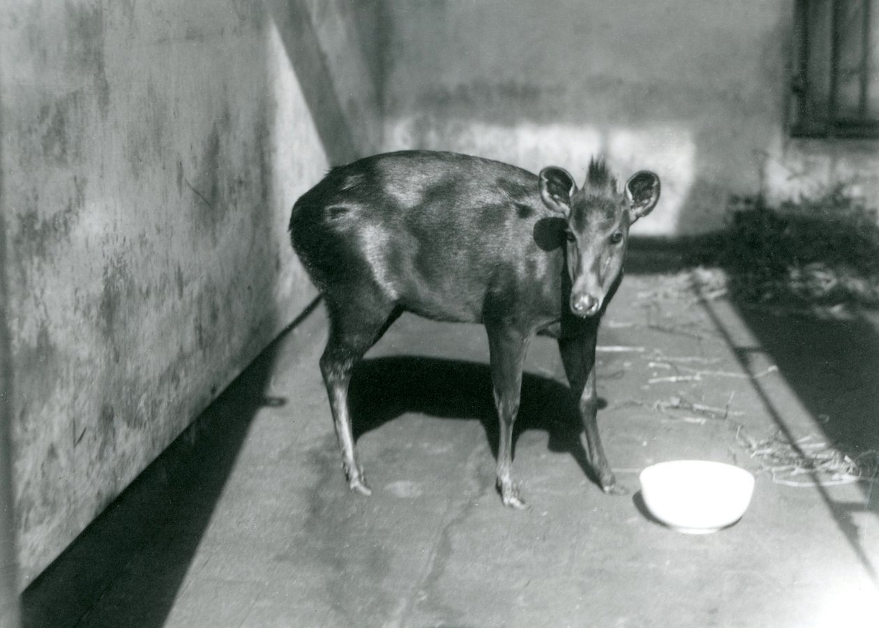Duiker An Abbott w londyńskim zoo, kwiecień 1922 r autorstwa Frederick William Bond