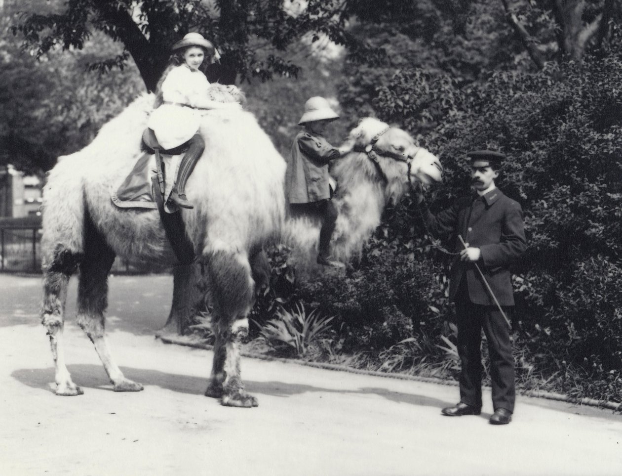 Wielbłąd arabski z Opiekunem prowadzony przez dwoje dzieci, dziewczynkę na garbie i młodsze dziecko na szyi, londyńskie zoo, maj 1914 autorstwa Frederick William Bond