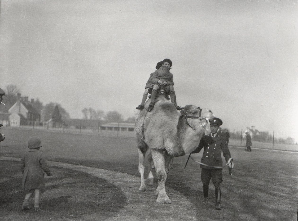 Wielbłąd arabski z dwójką dzieci na przejażdżkę w ZSL Whipsnade, marzec 1932 autorstwa Frederick William Bond