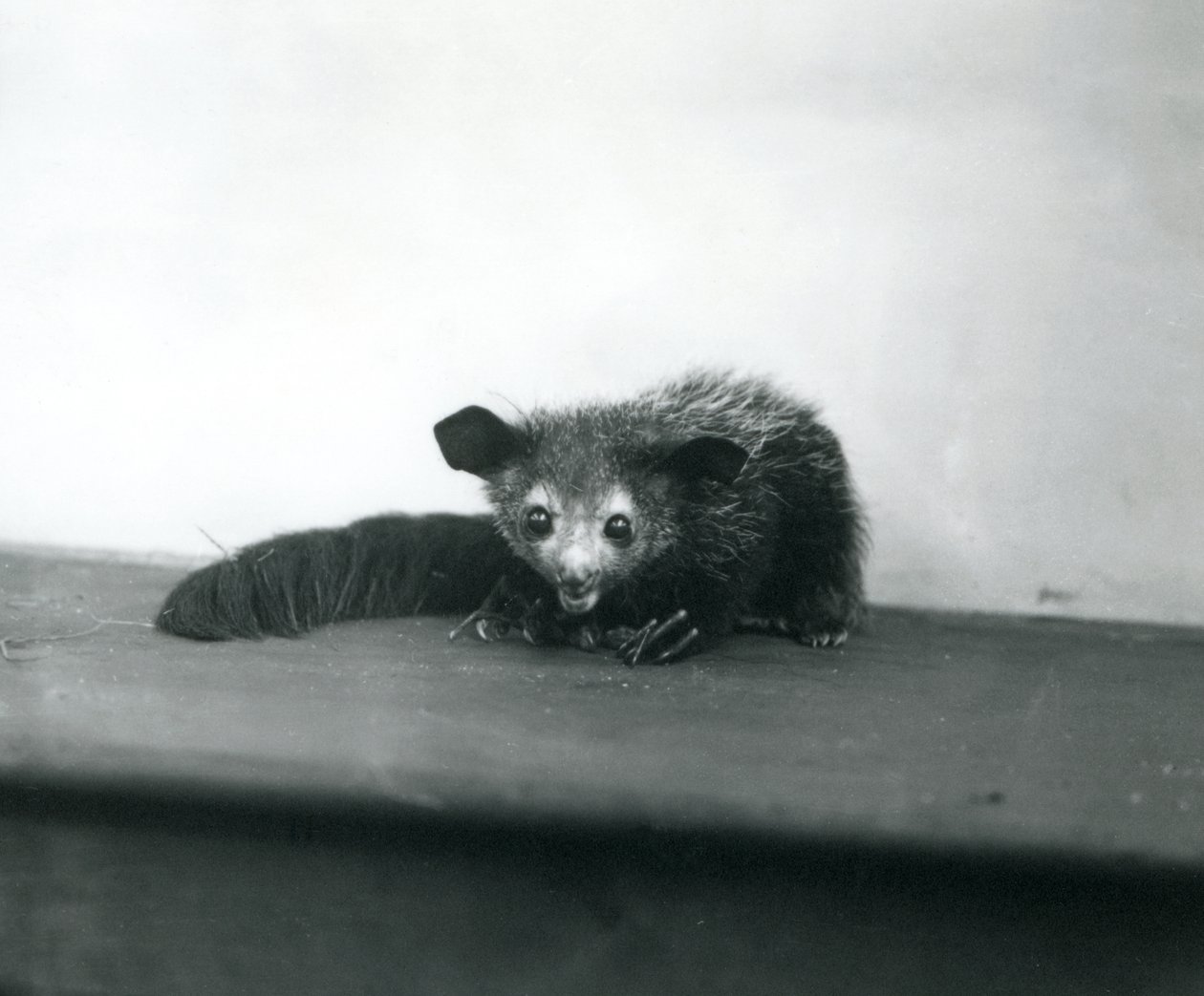 Aye-aye w londyńskim zoo, październik 1913 autorstwa Frederick William Bond