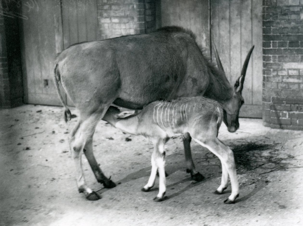 Antylopa Eland karmiąca swoje młode w londyńskim zoo, 1920 autorstwa Frederick William Bond