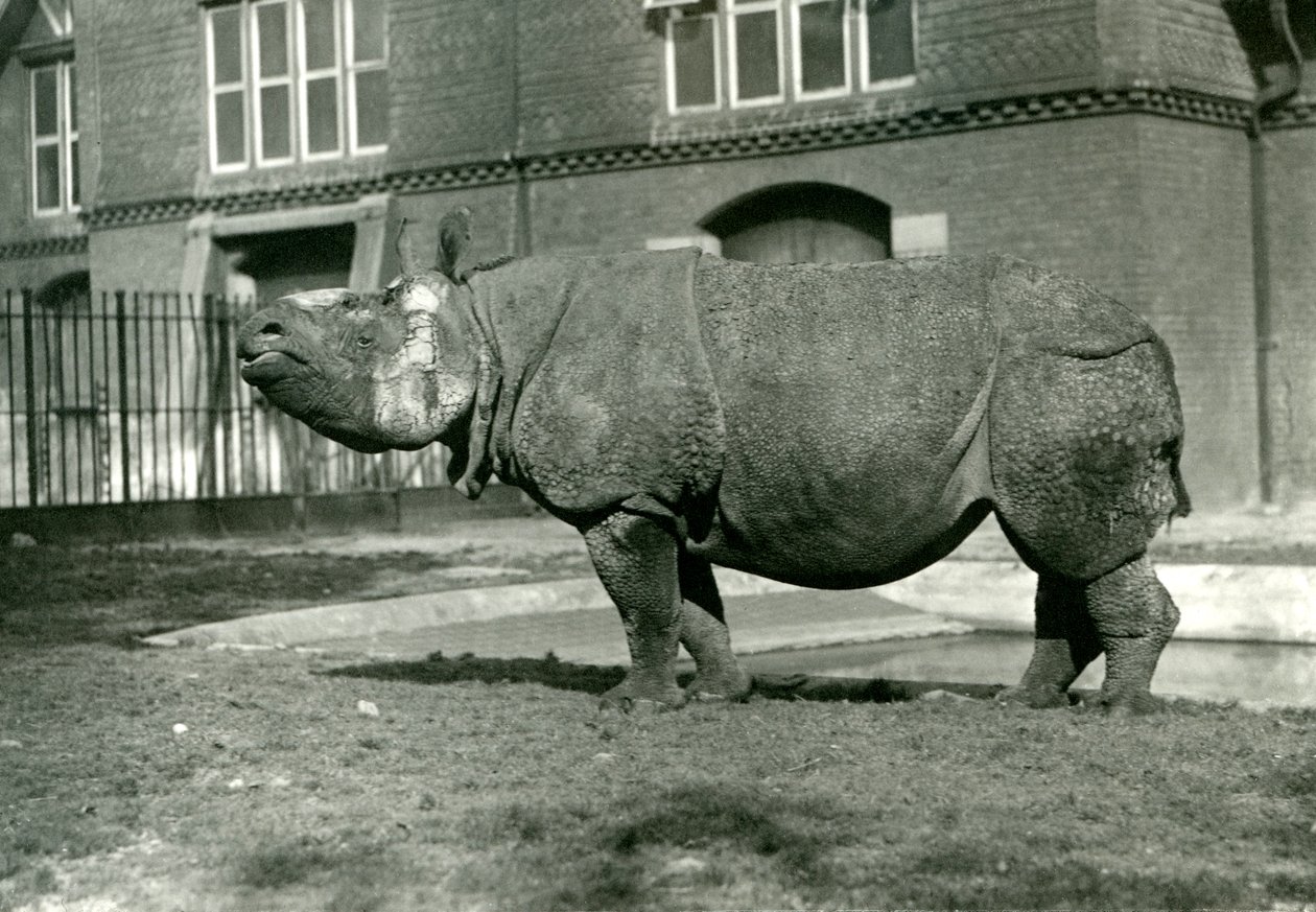 Nosorożec indyjski w londyńskim zoo, październik 1922 r autorstwa Frederick William Bond