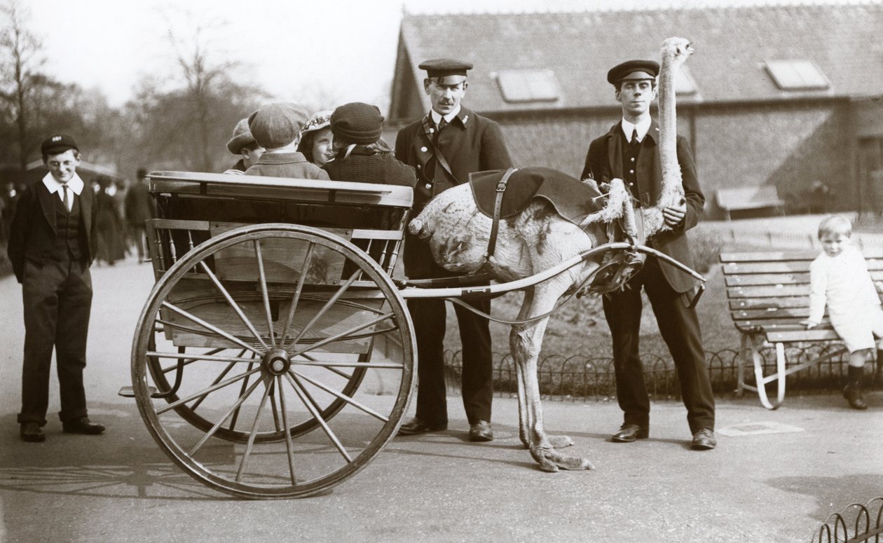 Przejażdżka wózkiem strusia z dziećmi i opiekunami George Blore i William Dexter w londyńskim zoo, ok. 1913 autorstwa Frederick William Bond