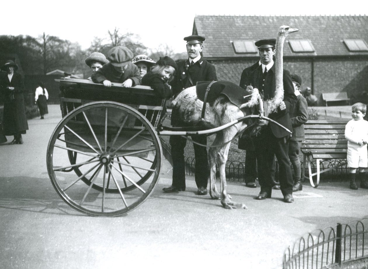 Przejażdżka wózkiem strusia z dziećmi i opiekunami George Blore i William Dexter w londyńskim zoo, ok. 1913 autorstwa Frederick William Bond