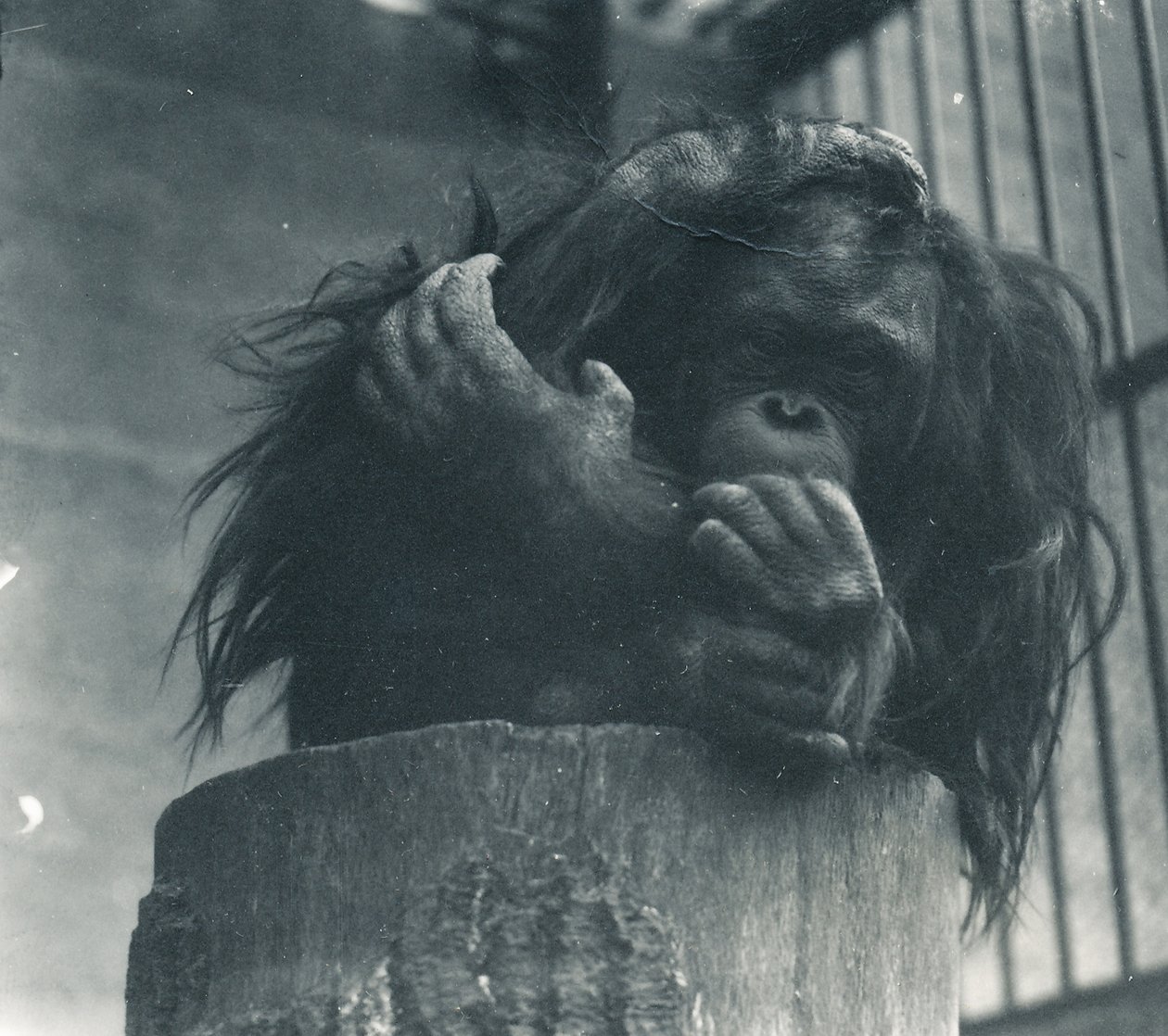 Orangutan w ZSL London Zoo, kwiecień 1923 autorstwa Frederick William Bond
