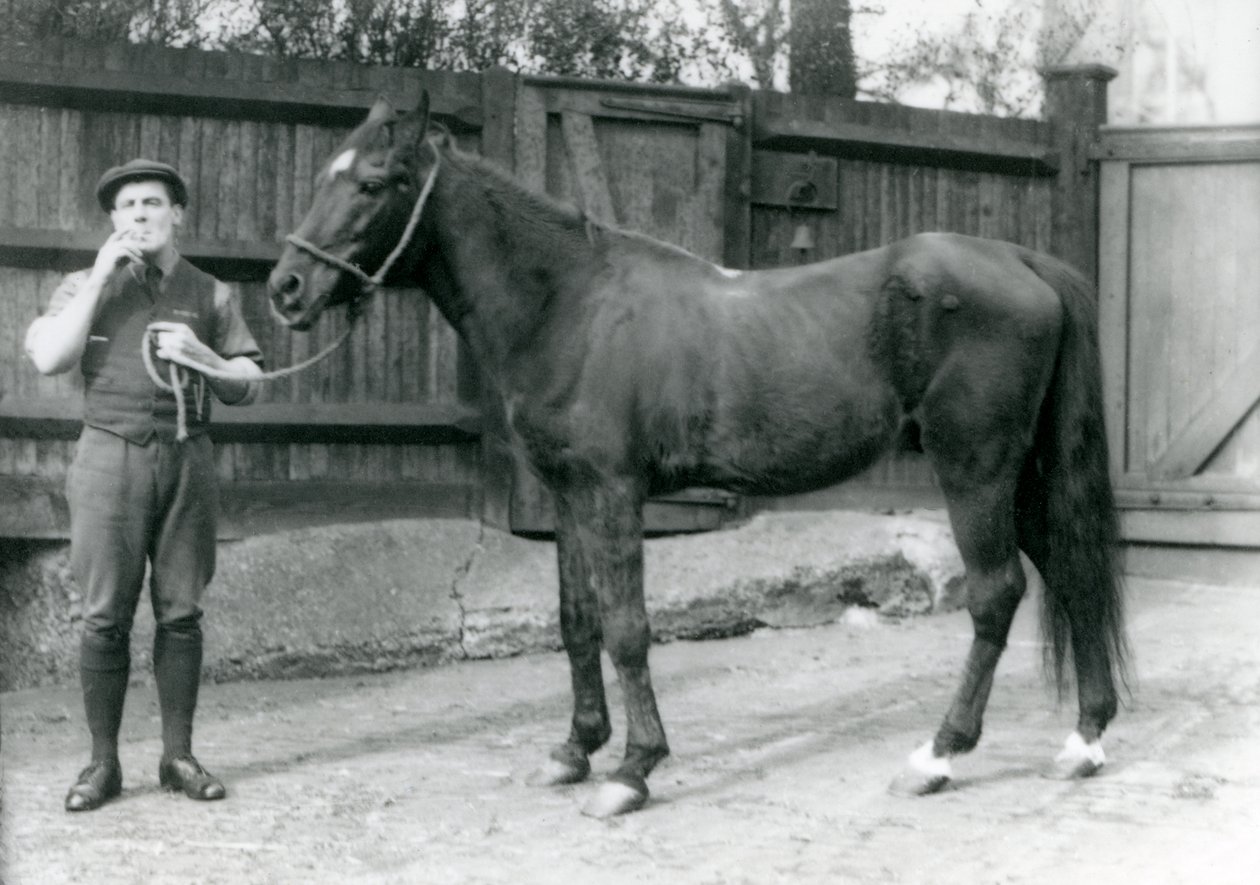 Ogier arabski Dwarka z Pony Moore, woźnica furgonetki, londyńskie zoo, 1921 (fot. bw) autorstwa Frederick William Bond