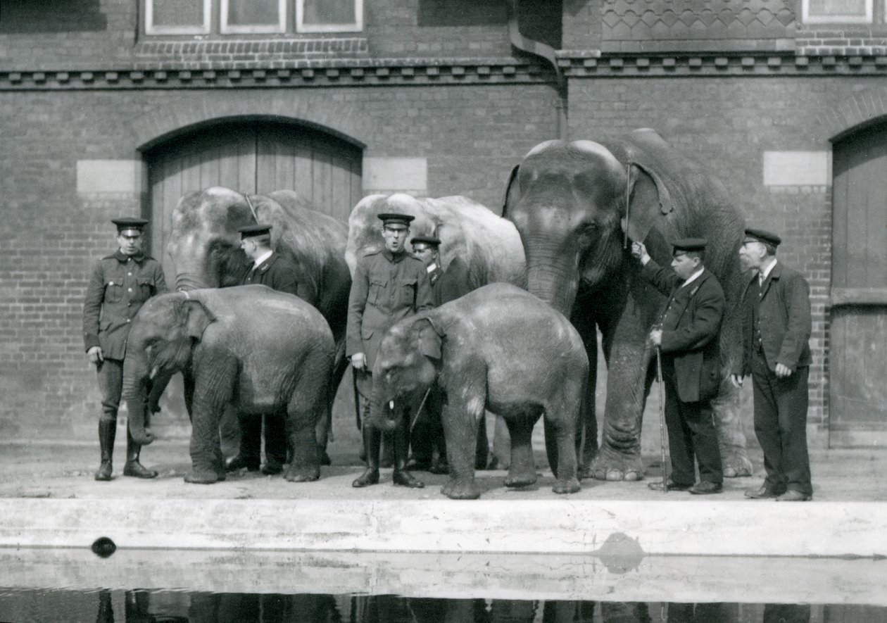 Słonie azjatyckie ze swoimi opiekunami, w tym Charlesem Eylesem, w londyńskim zoo, kwiecień 1914 r. autorstwa Frederick William Bond