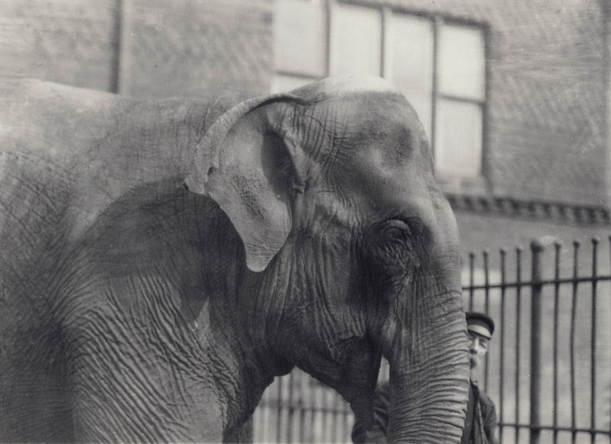 Słoń azjatycki z opiekunem, londyńskie zoo, 1914 autorstwa Frederick William Bond
