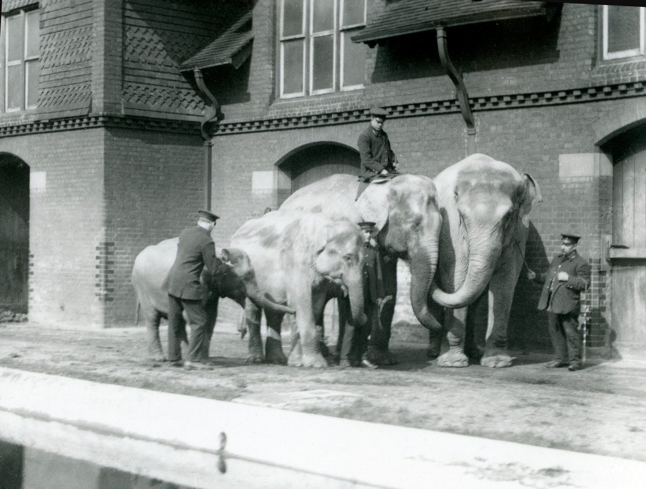 Słonie azjatyckie, dwa dorosłe i dwa młode, ze swoimi opiekunami w londyńskim zoo, przed 1930 r. (mc. zdjęcie) autorstwa Frederick William Bond