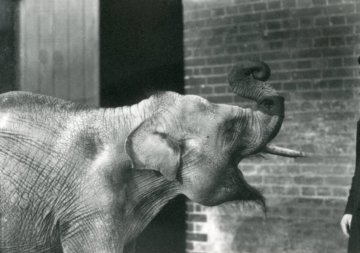 Mały słoń z opiekunem, londyńskie zoo, listopad 1915. Słoń nosi naramiennik wokół tułowia. autorstwa Frederick William Bond
