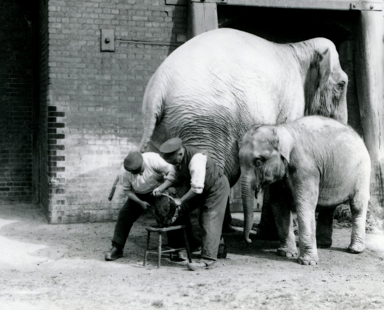 Mały słoń indyjski i dorosła samica słonia indyjskiego, Assam Lukhi, który jest z opiekunem Charlesem Eylesem, z przyciętymi nogami w londyńskim zoo, wrzesień 1923 r. (mc. zdjęcie) autorstwa Frederick William Bond