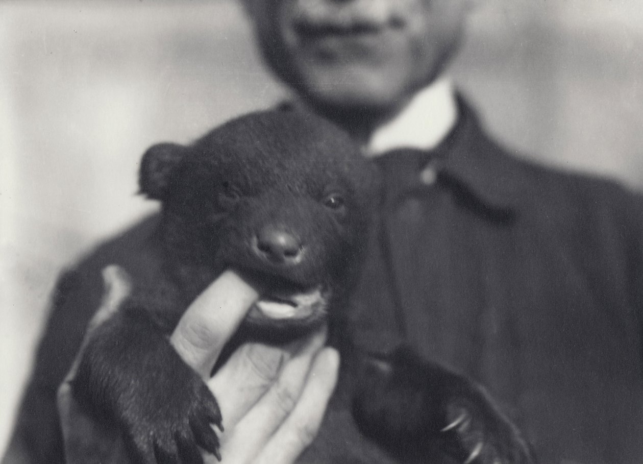 Młode niedźwiedzia brunatnego i czarnego w wieku 6 tygodni, gryzące palec opiekuna, który je trzyma, w londyńskim zoo, luty 1920 r. autorstwa Frederick William Bond
