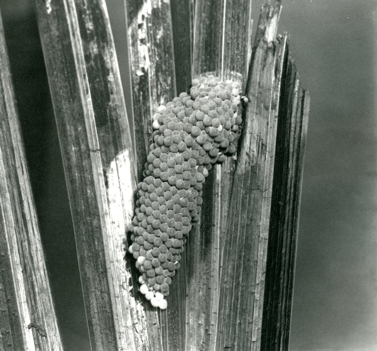 Jaja Channeled Applesnail w londyńskim zoo, wrzesień 1923 (mc. zdjęcie) autorstwa Frederick William Bond