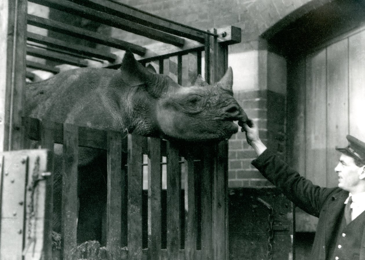 Czarny nosorożec Eliza bierze jedzenie z ręki swojego opiekuna po przybyciu do londyńskiego zoo, 1923 (bw photo) autorstwa Frederick William Bond