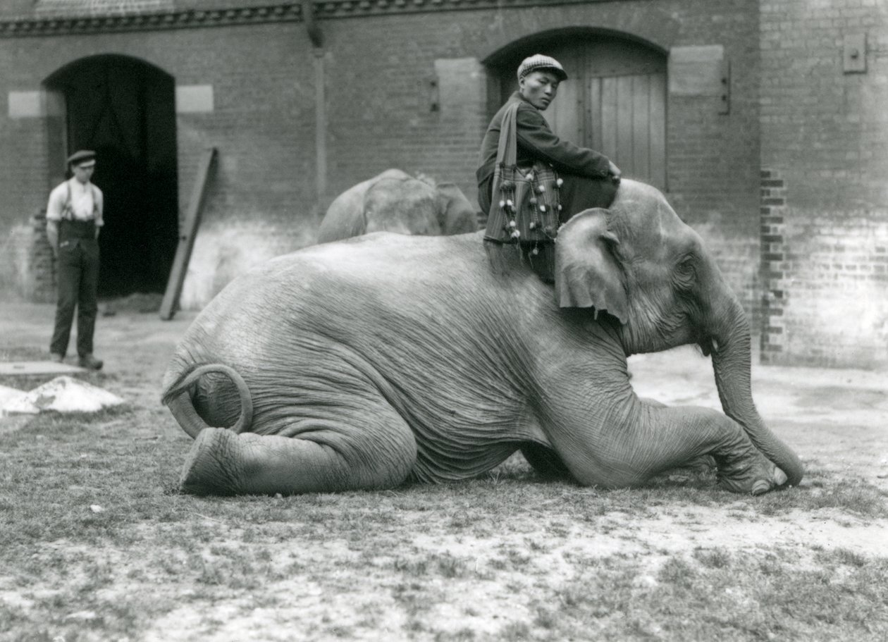 Samica słonia birmańskiego Mo Gay Ko z trenerem Law Wee Lee przed słoniarnią z opiekunem i innym słoniem w tle, londyńskie zoo, 1923 (mc. zdjęcie) autorstwa Frederick William Bond