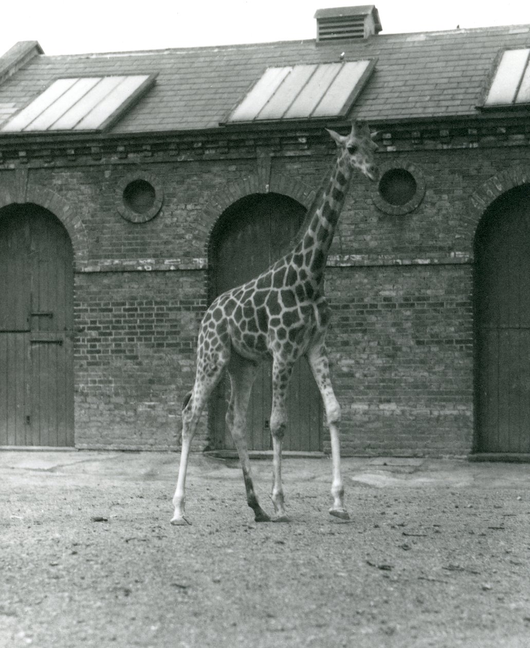 Samica żyrafy Maud, stojąca na wybiegu przed Giraffe House, londyńskie zoo, 1923 (bw photo) autorstwa Frederick William Bond