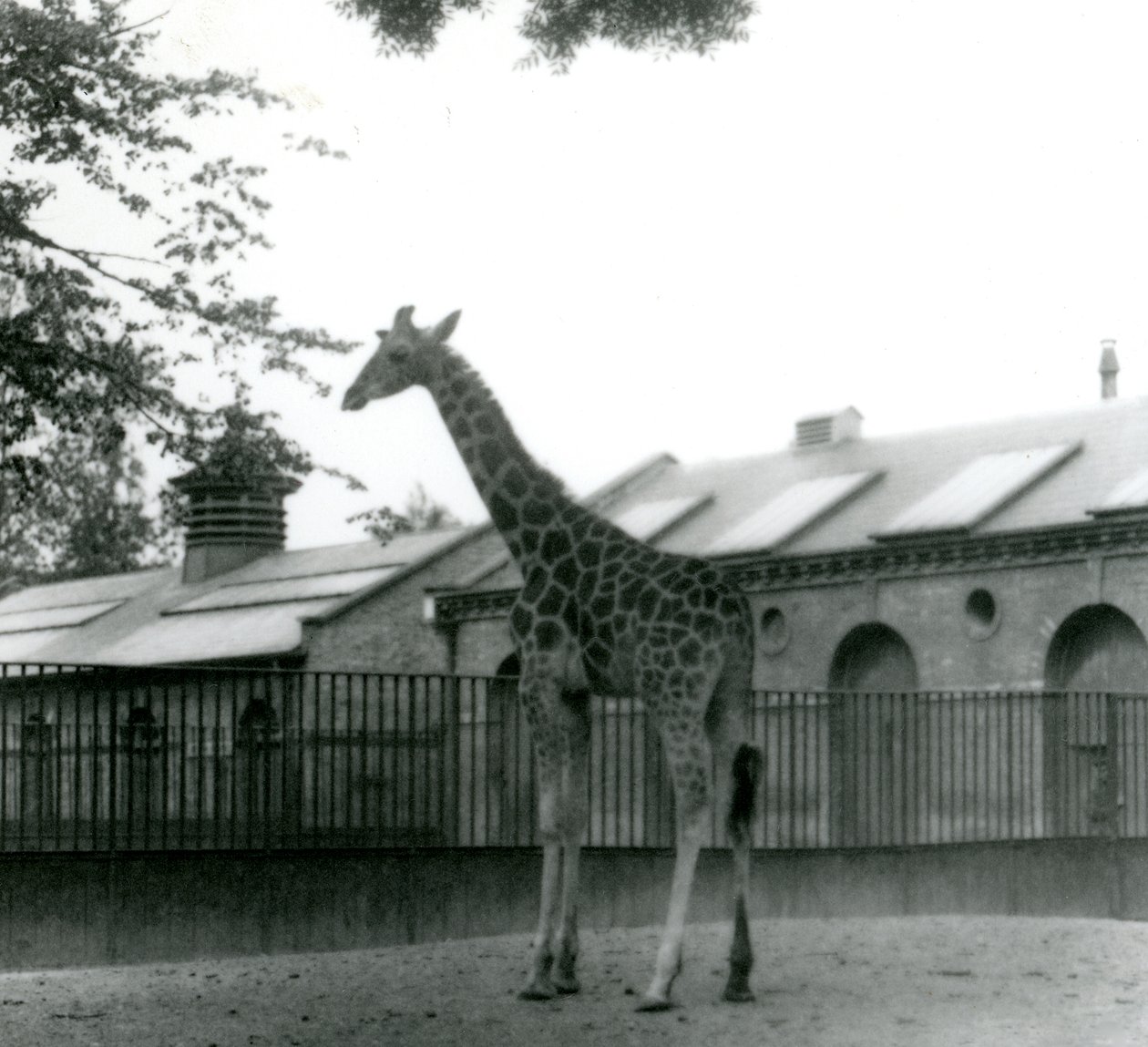 Samica żyrafy Maud, stojąca na wybiegu przed Giraffe House, londyńskie zoo, 1923 (bw photo) autorstwa Frederick William Bond