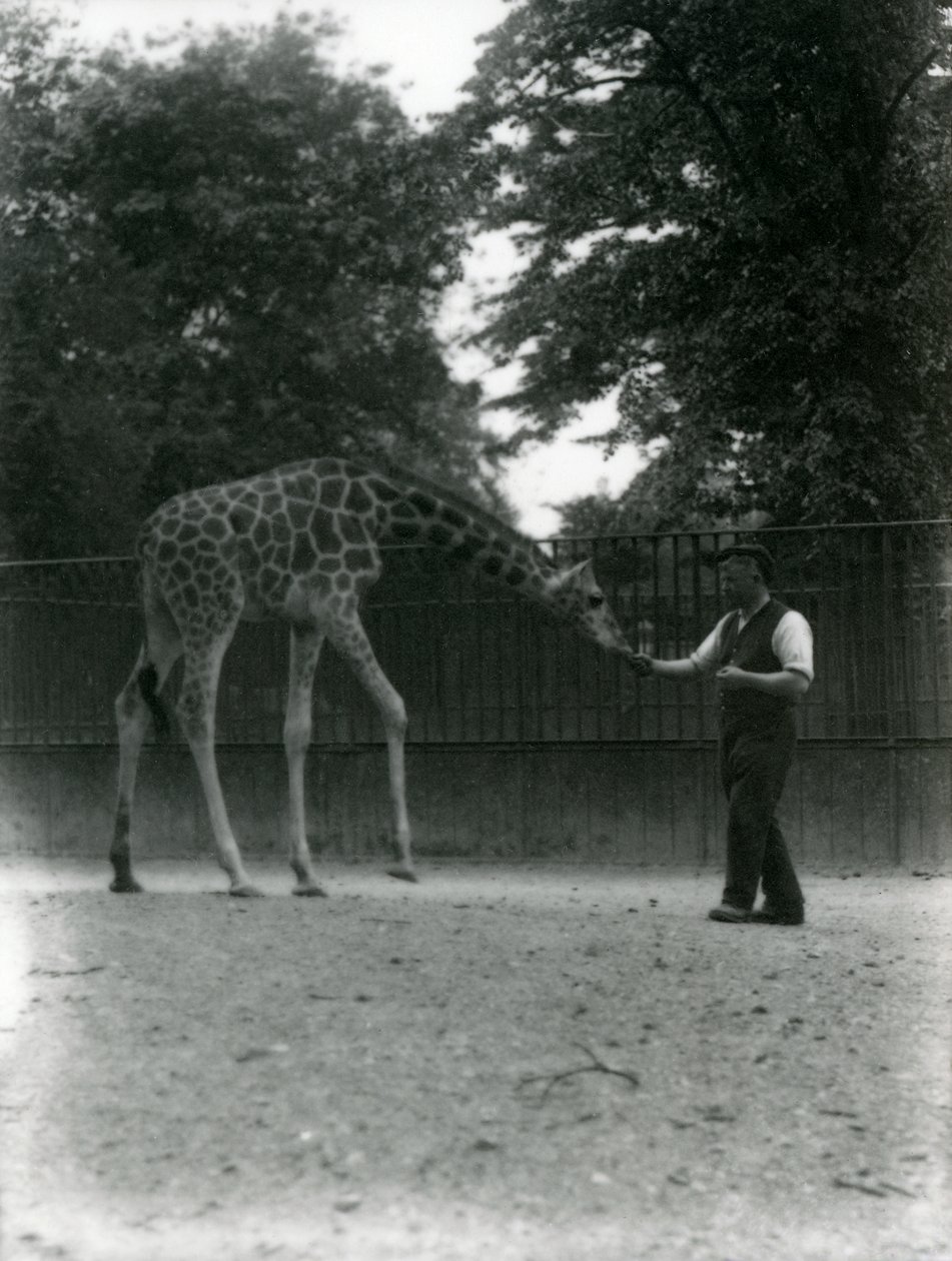 Żyrafa „Maud” karmiąca się z ręki opiekuna, londyńskie zoo, czerwiec 1953 r. autorstwa Frederick William Bond
