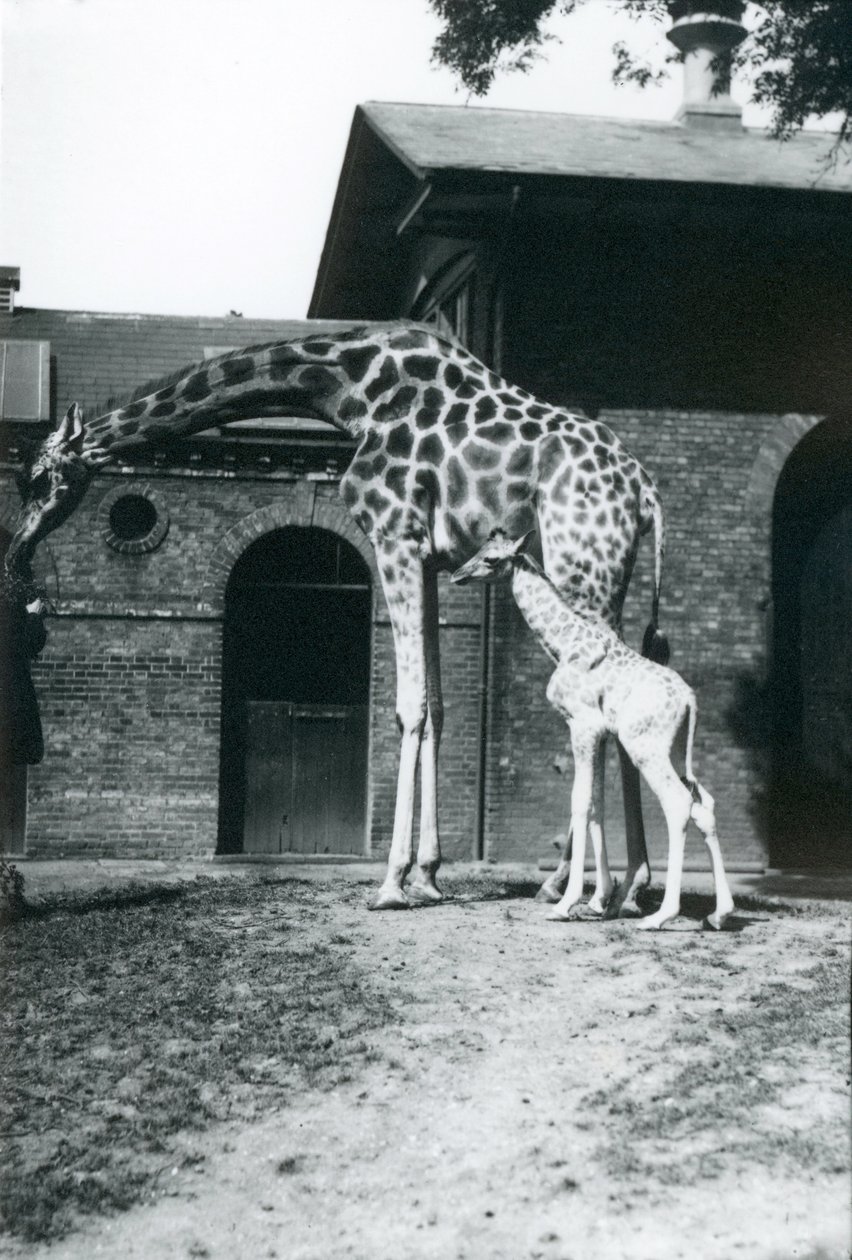 Żyrafa z 3-dniowym dzieckiem i opiekunem w londyńskim zoo, 1914 r. autorstwa Frederick William Bond