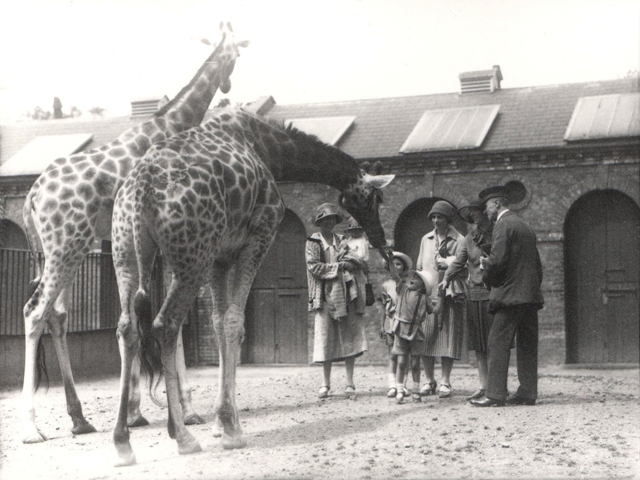 Żyrafy i goście w ZSL London Zoo, od lipca 1926 r. autorstwa Frederick William Bond