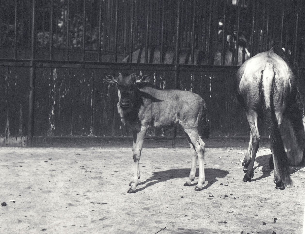 Gnu lub gnu i młode w londyńskim zoo, sierpień 1917 autorstwa Frederick William Bond