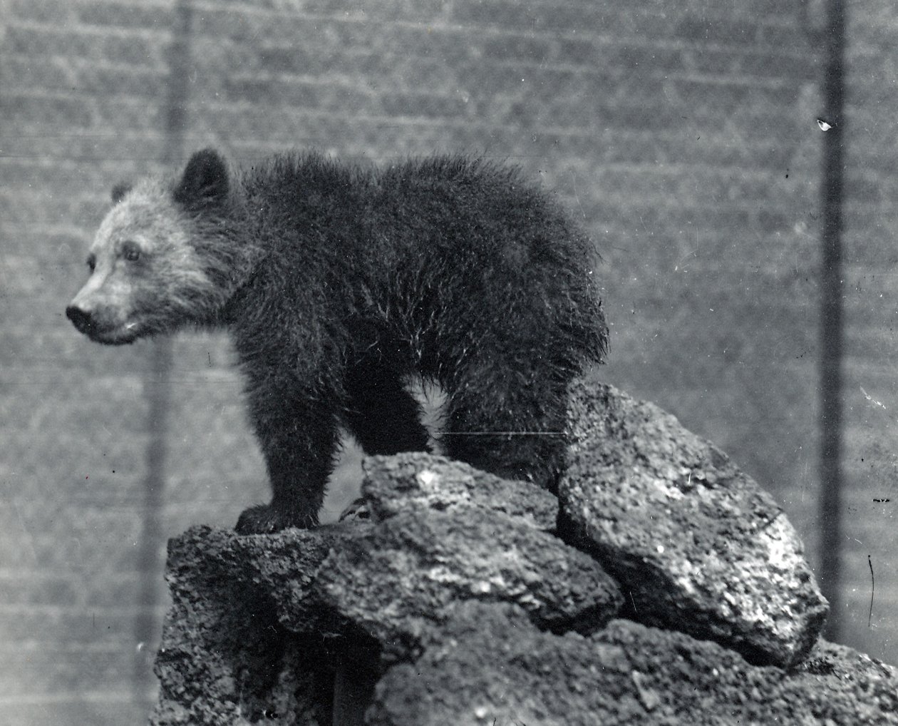 Niedźwiadek grizzly autorstwa Frederick William Bond