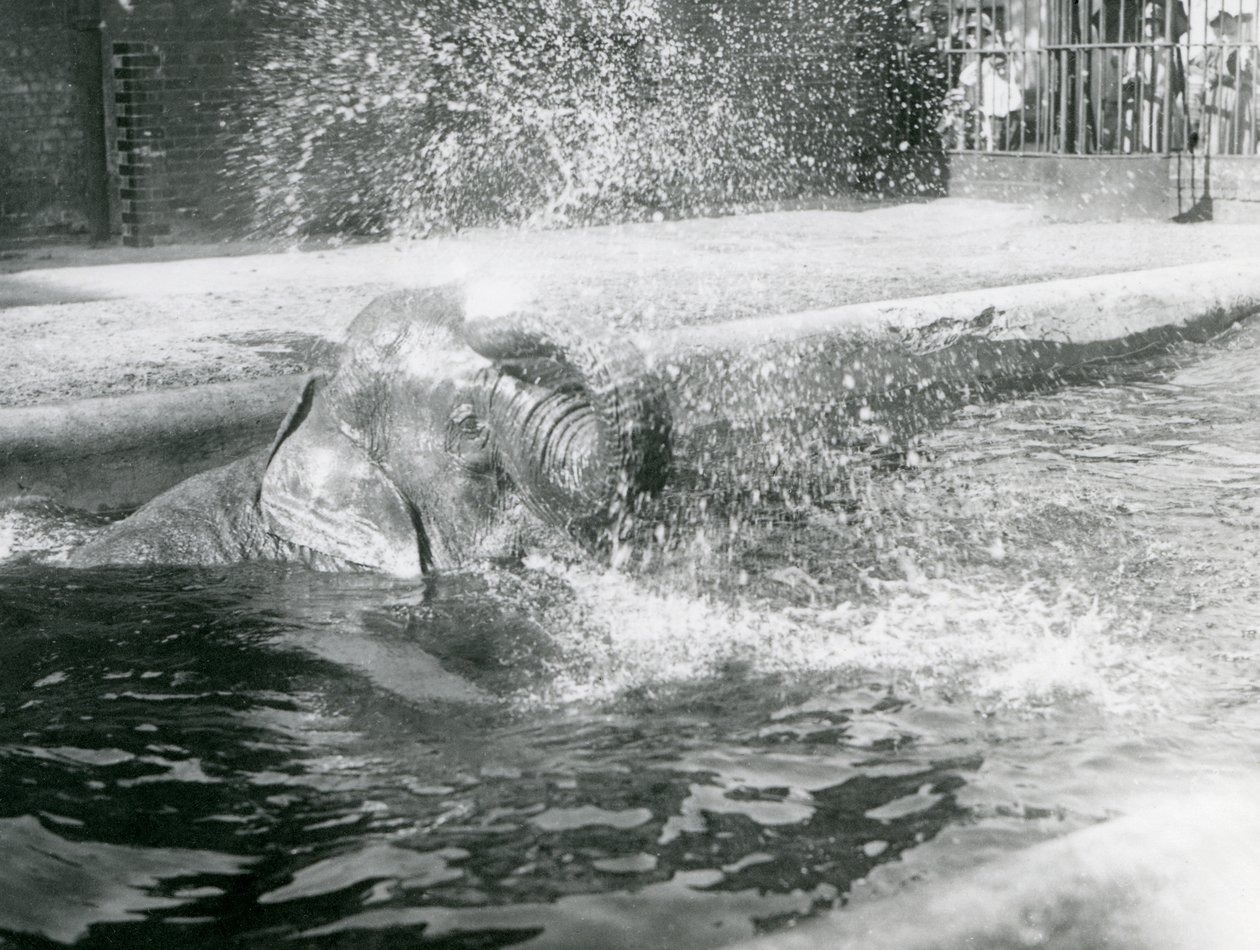 Indianani kąpiąca się w swoim basenie. Londyńskie zoo, sierpień 1923 (m.b. zdjęcie) autorstwa Frederick William Bond