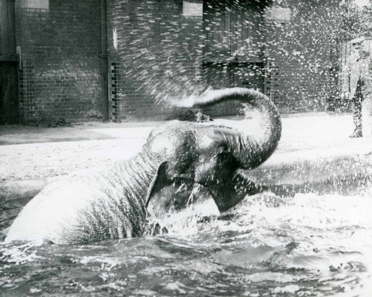 Indiarani kąpiąca się w swoim basenie, londyńskie zoo, sierpień 1923 (zdjęcie bw) autorstwa Frederick William Bond