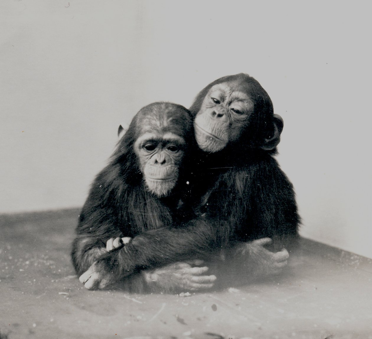 Johnnie i przyjaciel, dwa szympansy ZSL London Zoo, 1923 autorstwa Frederick William Bond