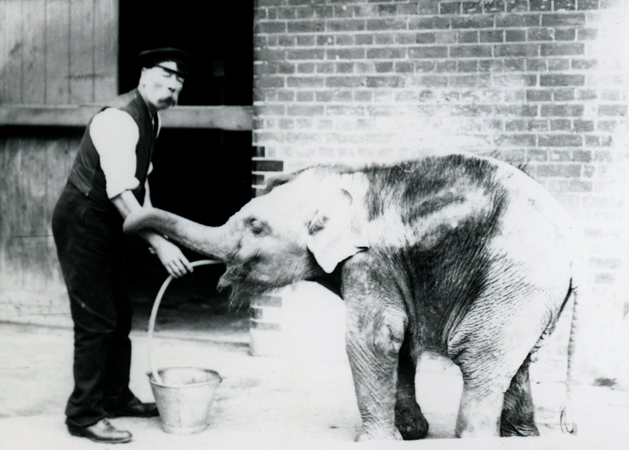 Opiekun Charles Eyles karmiący rurką małego słonia azjatyckiego w londyńskim zoo w 1913 r. autorstwa Frederick William Bond
